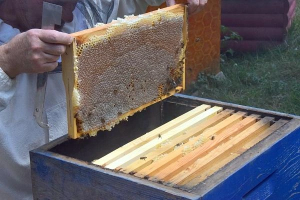 Чай, улитки и мёд в горах: куда сходить в Сочи если надоело море