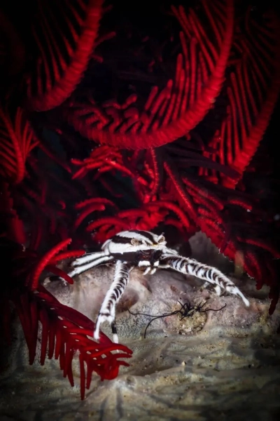 Их застали врасплох: 20 редких фото животных, от которых невозможно оторвать взгляд