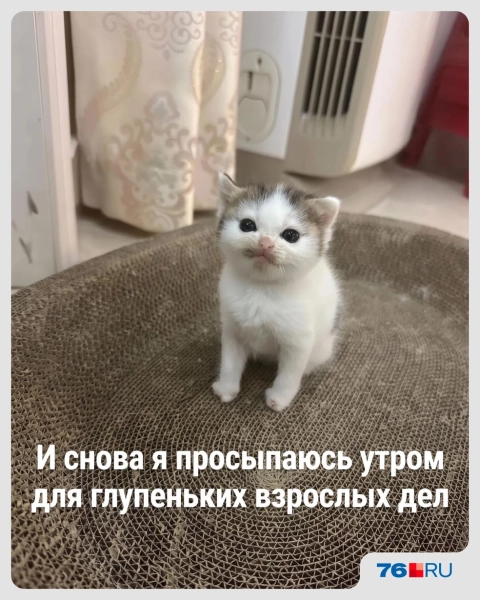 Слишком жизненно! В этих мемах со смешными котами вы узнаете себя