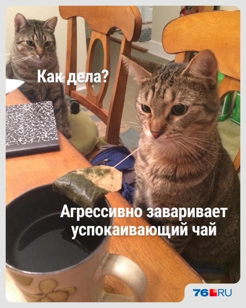 Слишком жизненно! В этих мемах со смешными котами вы узнаете себя