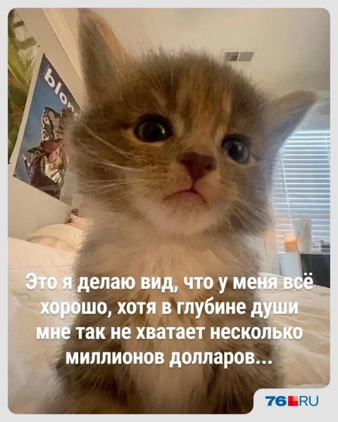 Слишком жизненно! В этих мемах со смешными котами вы узнаете себя