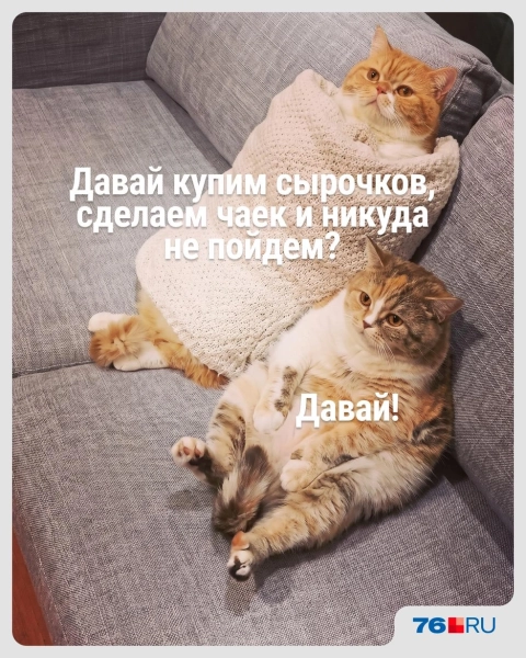 Слишком жизненно! В этих мемах со смешными котами вы узнаете себя