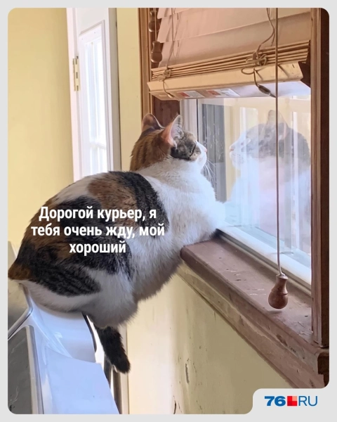 Слишком жизненно! В этих мемах со смешными котами вы узнаете себя