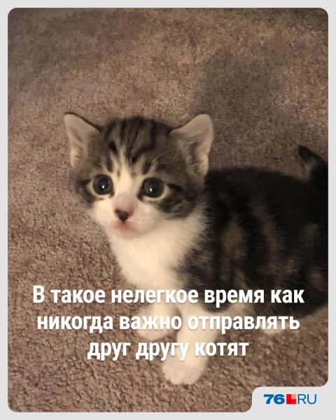 Слишком жизненно! В этих мемах со смешными котами вы узнаете себя