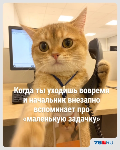 Слишком жизненно! В этих мемах со смешными котами вы узнаете себя