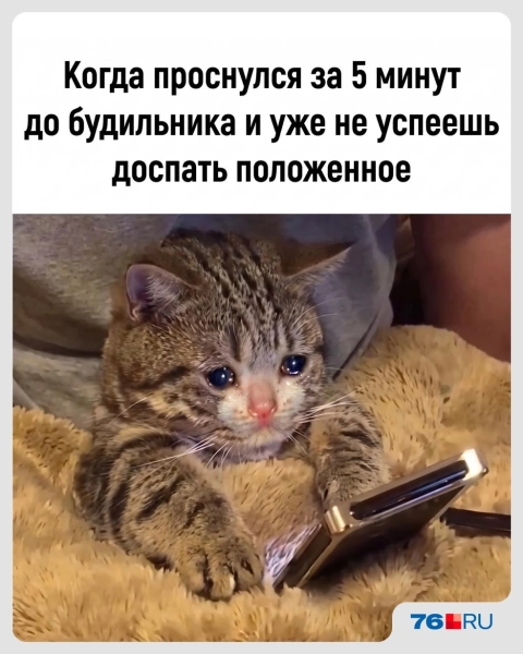 Слишком жизненно! В этих мемах со смешными котами вы узнаете себя