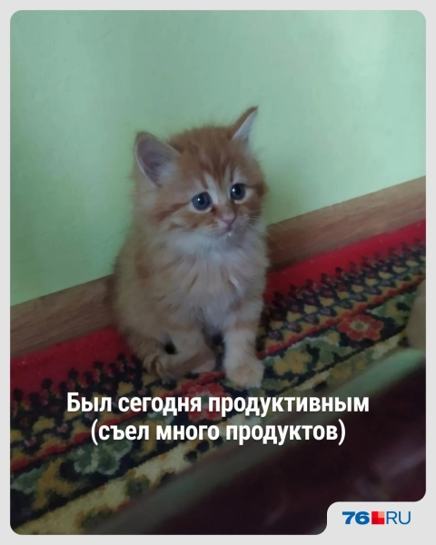 Слишком жизненно! В этих мемах со смешными котами вы узнаете себя
