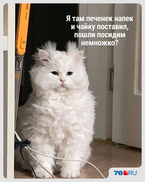 Слишком жизненно! В этих мемах со смешными котами вы узнаете себя