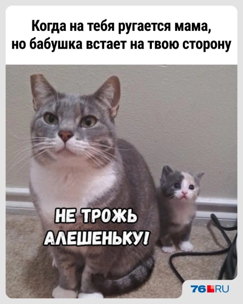 Слишком жизненно! В этих мемах со смешными котами вы узнаете себя