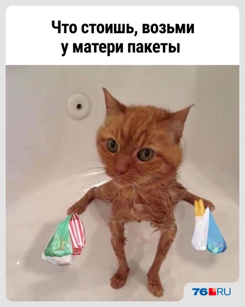 Слишком жизненно! В этих мемах со смешными котами вы узнаете себя
