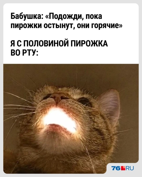 Слишком жизненно! В этих мемах со смешными котами вы узнаете себя