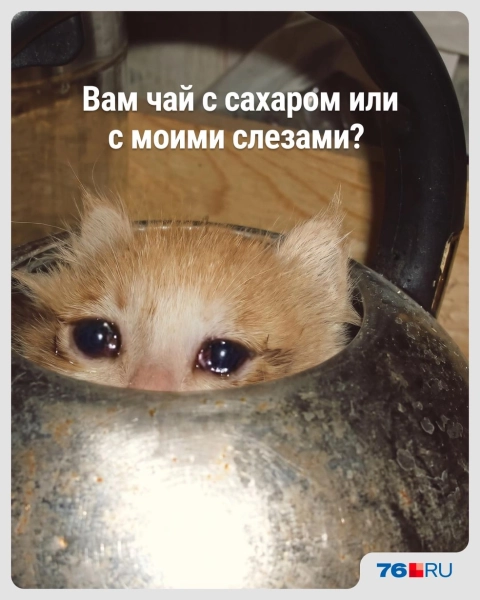 Слишком жизненно! В этих мемах со смешными котами вы узнаете себя
